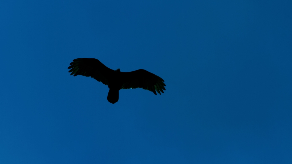 08 - Manuel Antonio NP (37).jpg